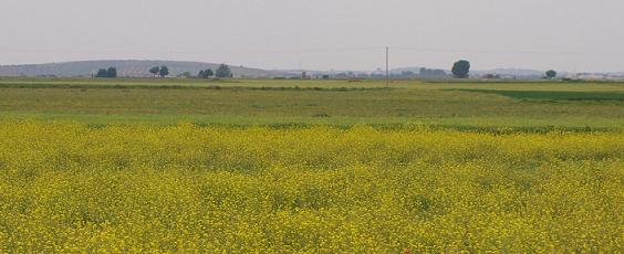 Campo en Torralba